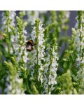Salvia nemorosa Schneehügel під час цвітіння
